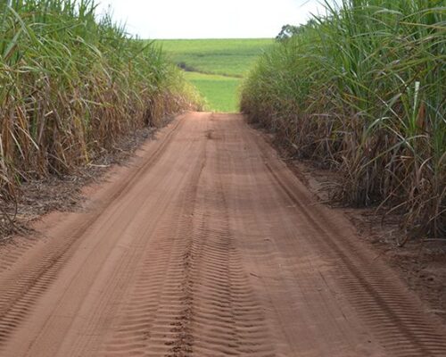 Tereos investe R$ 568 milhões para renovar canaviais e garantir próximas safras